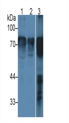 Monoclonal Antibody to Histidine Rich Glycoprotein (HRG)