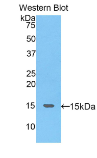 Monoclonal Antibody to Secreted Frizzled Related Protein 5 (SFRP5)