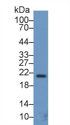 Monoclonal Antibody to Fibroblast Growth Factor 13 (FGF13)