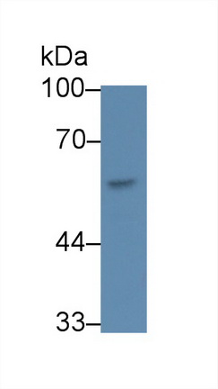 Monoclonal Antibody to Carcinoembryonic Antigen Related Cell Adhesion Molecule 1 (CEACAM1)