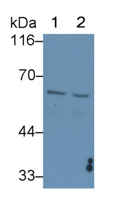 Monoclonal Antibody to Carcinoembryonic Antigen Related Cell Adhesion Molecule 1 (CEACAM1)