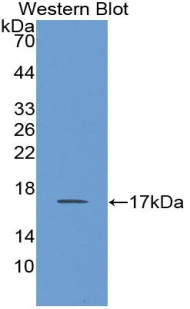 Monoclonal Antibody to Carcinoembryonic Antigen Related Cell Adhesion Molecule 3 (CEACAM3)