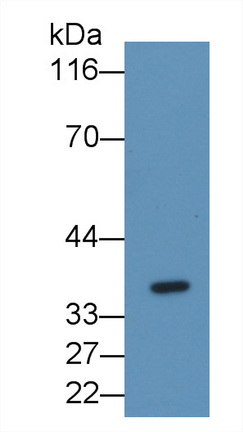 Monoclonal Antibody to Fibrinogen Like Protein 1 (FGL1)
