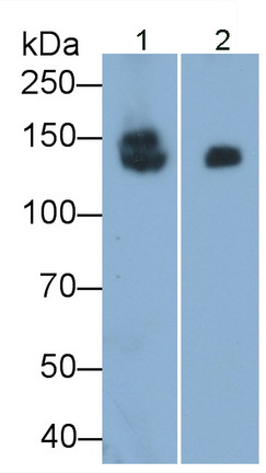 Monoclonal Antibody to Sucrase Isomaltase (SI)