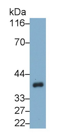 Monoclonal Antibody to Heat Shock 70kDa Binding Protein 1 (HSPBP1)