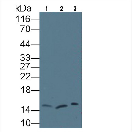 Monoclonal Antibody to Regenerating Islet Derived Protein 3 Gamma (REG3g)