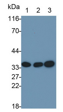 Monoclonal Antibody to Annexin A4 (ANXA4)