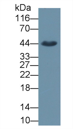 Monoclonal Antibody to Sirtuin 3 (SIRT3)