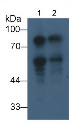 Monoclonal Antibody to Doublecortin Like Kinase 1 (DCLK1)
