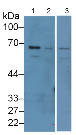 Monoclonal Antibody to Lamin B1 (LMNB1)