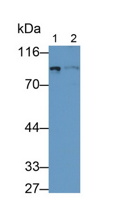 Monoclonal Antibody to Phosphodiesterase 4B, cAMP Specific (PDE4B)