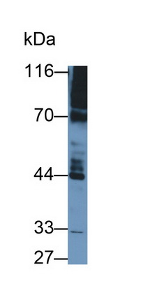 Monoclonal Antibody to Phosphodiesterase 4B, cAMP Specific (PDE4B)