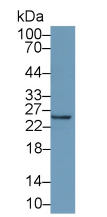 Monoclonal Antibody to Interferon Alpha 21 (IFNa21)