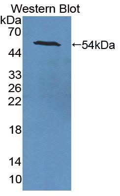 Monoclonal Antibody to Transmembrane Protein 27 (TMEM27)