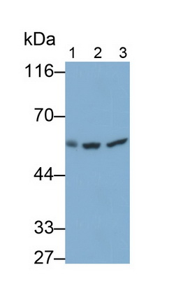 Monoclonal Antibody to Chaperonin Containing TCP1, Subunit 2 (CCT2)