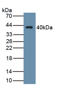Monoclonal Antibody to Wingless Type MMTV Integration Site Family, Member 4 (WNT4)