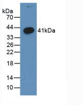 Monoclonal Antibody to Wingless Type MMTV Integration Site Family, Member 3A (WNT3A)