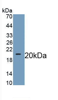 Monoclonal Antibody to Wingless Type MMTV Integration Site Family, Member 11 (WNT11)