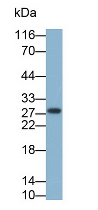 Monoclonal Antibody to Ependymin Related Protein 1 (EPDR1)