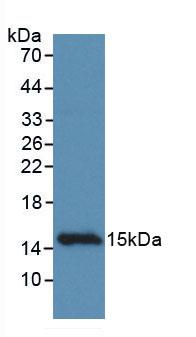 Monoclonal Antibody to Coiled Coil Domain Containing Protein 60 (CCDC60)