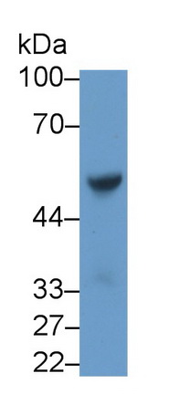 Polyclonal Antibody to Angiotensin II (AngII)