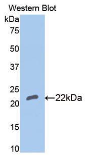 Polyclonal Antibody to Bone Morphogenetic Protein 4 (BMP4)