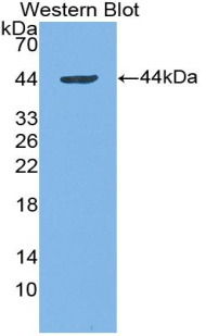 Biotin-Linked Polyclonal Antibody to Interferon Alpha (IFNa)