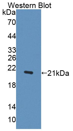 Polyclonal Antibody to Interferon Alpha (IFNa)