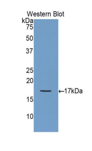 Polyclonal Antibody to Glial Cell Line Derived Neurotrophic Factor (GDNF)