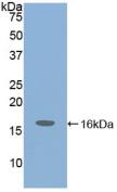 Polyclonal Antibody to Insulin Like Growth Factor 1 (IGF1)