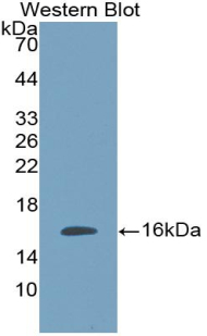 Biotin-Linked Polyclonal Antibody to Interleukin 10 (IL10)
