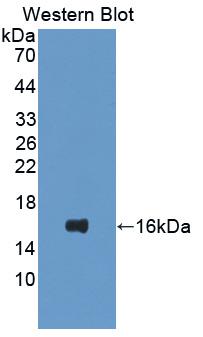 FITC-Linked Polyclonal Antibody to Interleukin 16 (IL16)