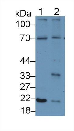 Polyclonal Antibody to Interleukin 18 (IL18)