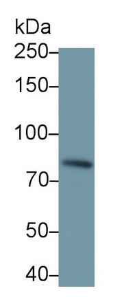 Polyclonal Antibody to Interleukin 1 Receptor Type I (IL1R1)