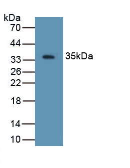 Polyclonal Antibody to Defensin Beta 2 (DEFb2)