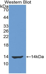Biotin-Linked Polyclonal Antibody to Interleukin 8 (IL8)