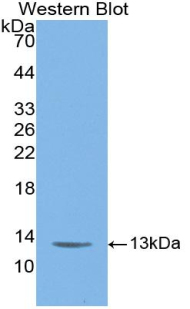 Biotin-Linked Polyclonal Antibody to Vascular Endothelial Growth Factor D (VEGFD)