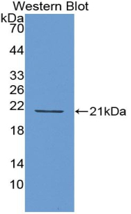 Polyclonal Antibody to Interferon Alpha 4 (IFNa4)