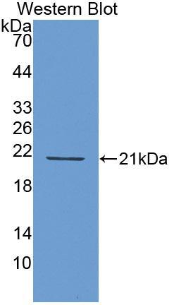 Biotin-Linked Polyclonal Antibody to Interferon Alpha 4 (IFNa4)