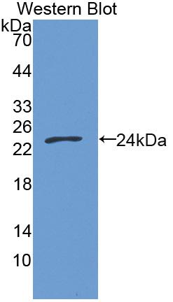 Biotin-Linked Polyclonal Antibody to Growth Arrest Specific Protein 6 (GAS6)
