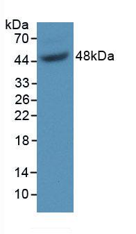 Polyclonal Antibody to Growth Arrest Specific Protein 6 (GAS6)