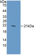 Polyclonal Antibody to Triggering Receptor Expressed On Myeloid Cells 1 (TREM1)
