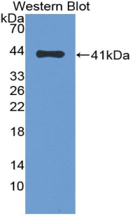 Polyclonal Antibody to Monocyte Chemotactic Protein 4 (MCP4)