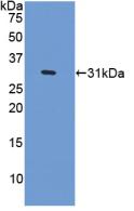 Polyclonal Antibody to Centromere Protein I (CENPI)