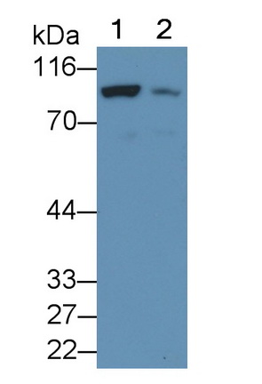 Polyclonal Antibody to Complement 1 Inhibitor (C1INH)