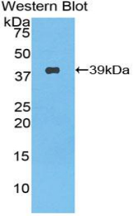 Polyclonal Antibody to Nesfatin 1 (NES1)