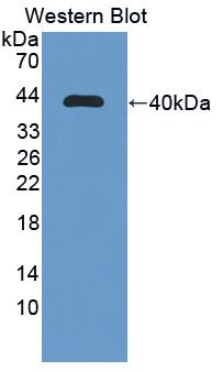 Polyclonal Antibody to Apolipoprotein C1 (APOC1)