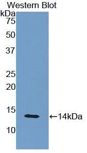 Biotin-Linked Polyclonal Antibody to Beta-2-Microglobulin (b2M)