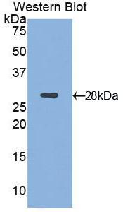 Biotin-Linked Polyclonal Antibody to Integrin Alpha D (ITGaD)