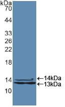 Polyclonal Antibody to Heterogeneous Nuclear Ribonucleoprotein A2/B1 (HNRPA2B1)
